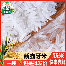 2023年当季新米猫牙香米生态长粒香米油粘大米丝苗米5kg 10kg籼米