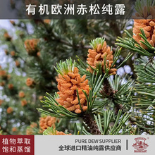 保加利亚产区有机欧洲赤松纯露抗氧化补水保湿化妆品原料进口纯露