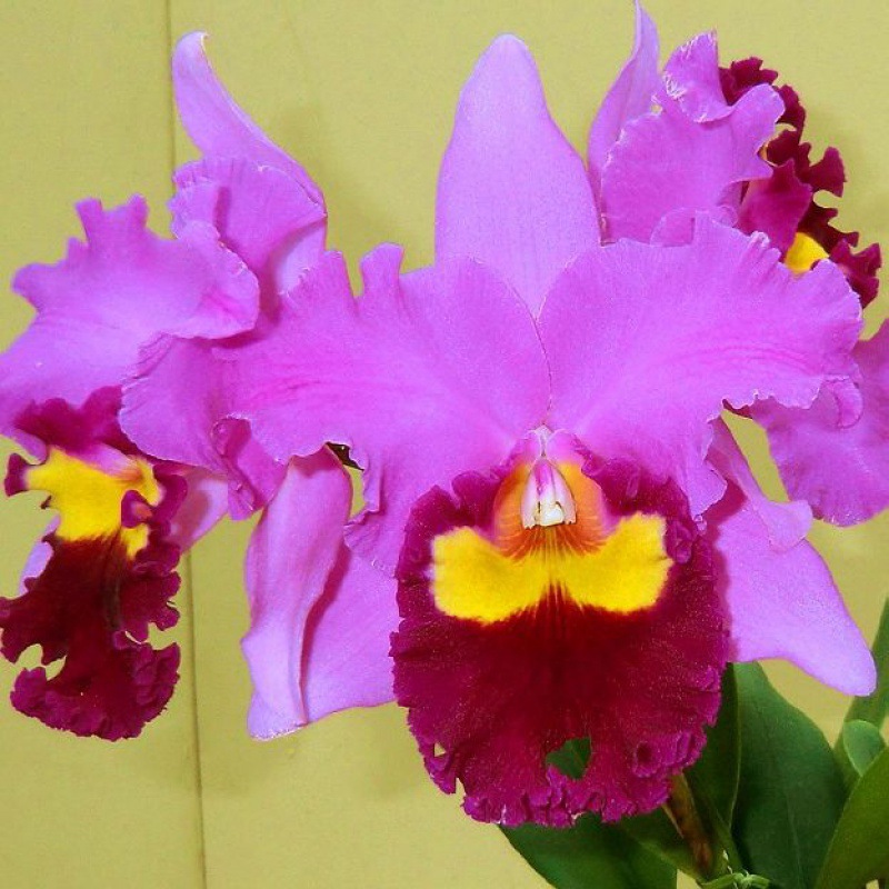 兰花-洋兰-卡特兰-紫红大花卡特兰 好种易开花 花大浓香 花期长