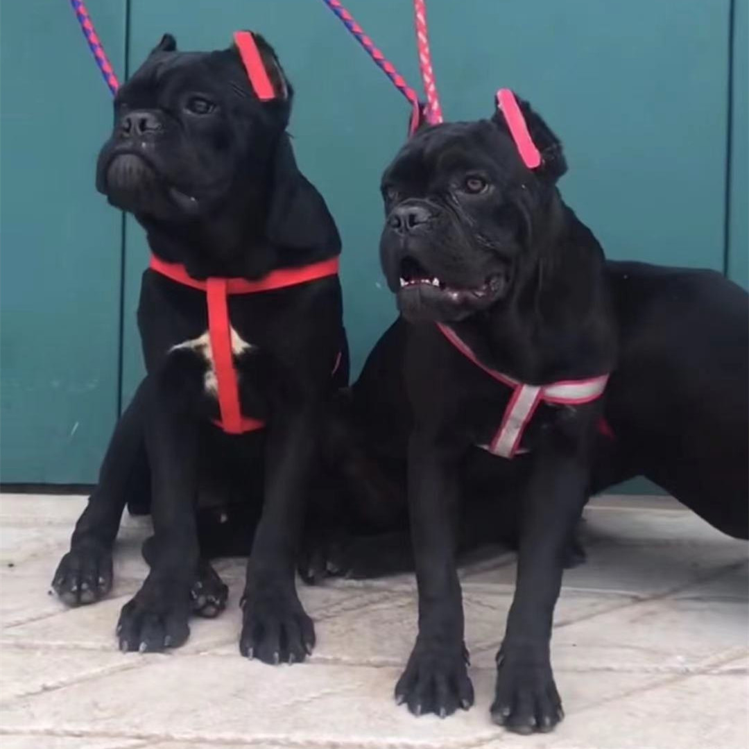 出售纯 种卡斯罗幼犬 护卫犬家养看家狗卡斯罗价格 有