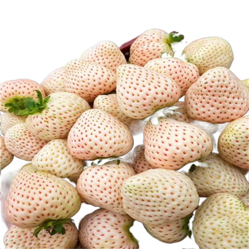 隋珠草莓苗 奶油白雪红颜妙香七号粉玉二号天使八号  白草莓苗