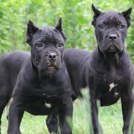 纯种卡斯罗犬幼犬活体 意大利卡斯罗大型警犬护卫犬 卡斯罗犬价格