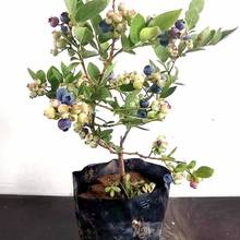 蓝莓苗带果带土盆栽地栽当年结果蓝莓树苗南北方种植阳台水果树苗