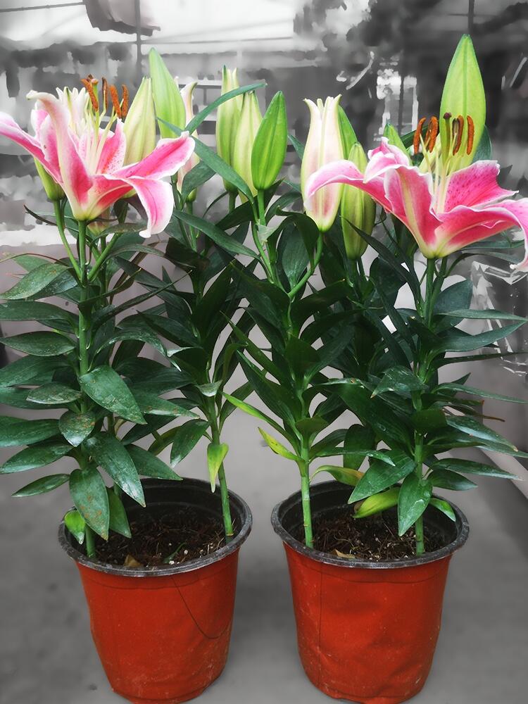 香水百合盆栽带花苞鲜花种球浓香型绿植室内植物好养百合花苗花卉