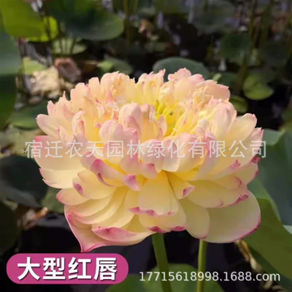 观赏荷花盆栽水养食用莲花藕种苗碗莲睡莲花卉种籽子水培池塘植物