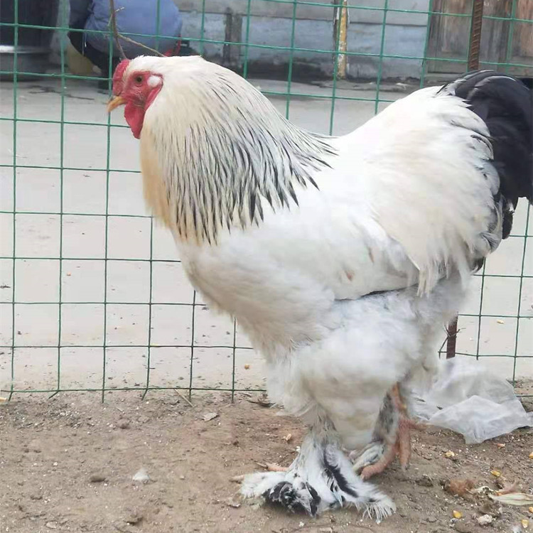 观赏鸡宠物鸡