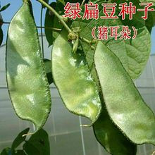 扁豆种子绿眉豆种籽高产爬藤庭院爬藤易种春夏秋季蔬菜种孑菜籽种