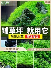 鱼缸造景水草前景爬地矮珍珠草坪迷你牛毛趴地日本珍珠草新手植物