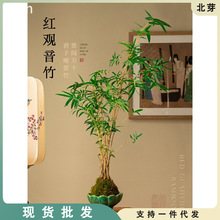 红观音竹盆栽植物室内景观水培竹子懒人米竹办公室茶室绿植小盆景