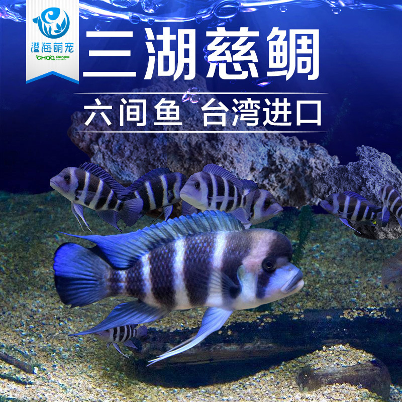 三湖慈鲷活体坦鲷台系 布隆迪六间鱼皇冠六间热带鱼观赏鱼萨伊蓝