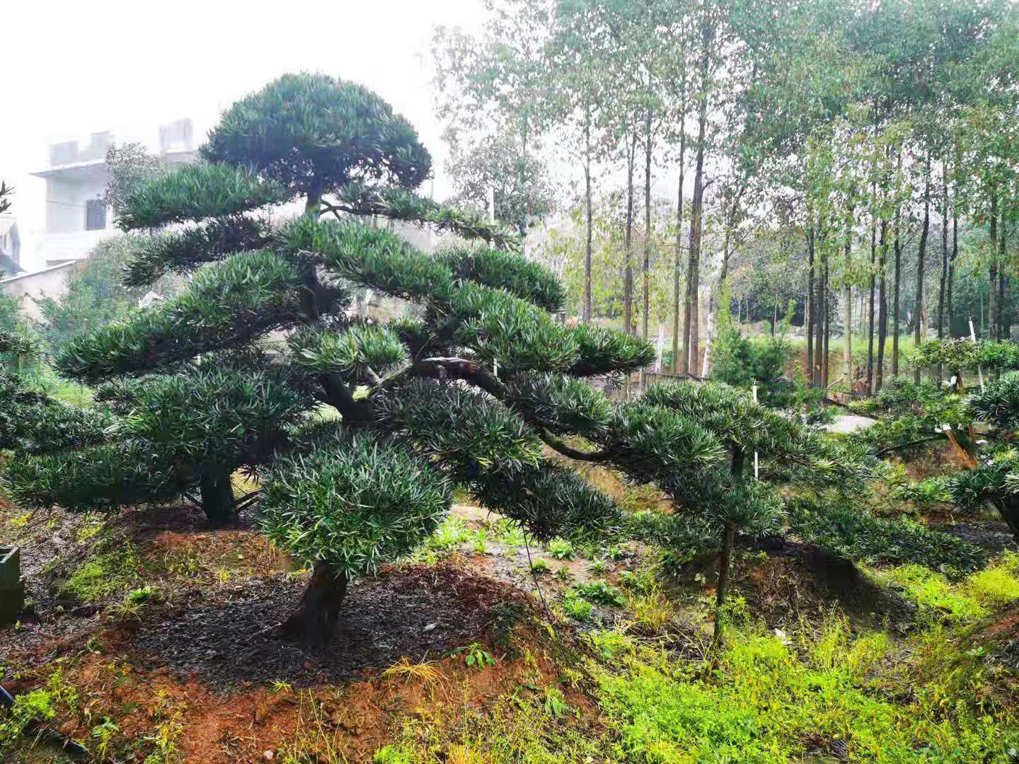 多杆造型罗汉松树图片图片