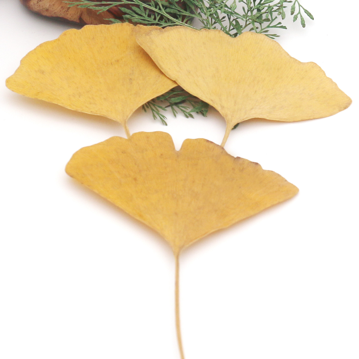 批发天然银杏叶植物教学标本黄银杏叶幼儿园手工植物拼画相框材料