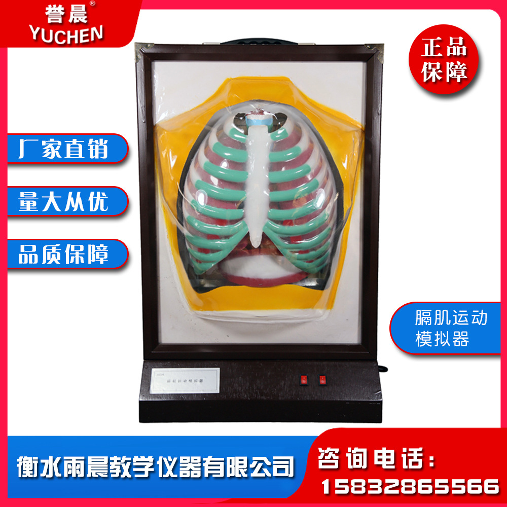 j3343膈肌运动模拟器中学及相关院校膈肌运动与肺呼吸教学教具