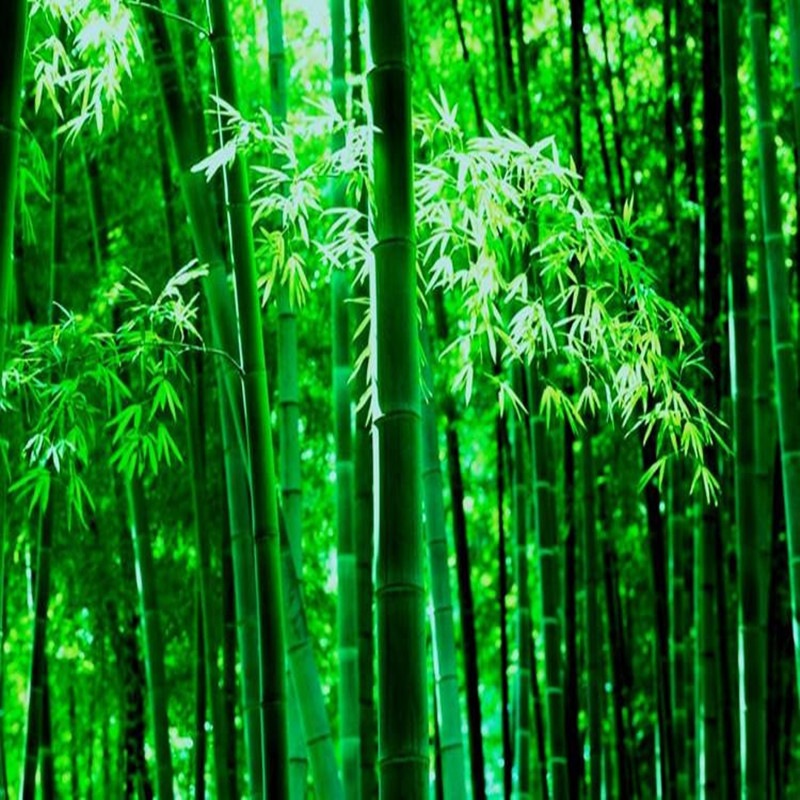 庭院绿化观赏植物紫竹苗青竹苗金镶玉竹子苗早园竹佛肚竹湘妃竹