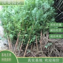 水杉 堤岸湖滨池畔园林庭院盆栽观赏性植物 规格齐全 发货快速