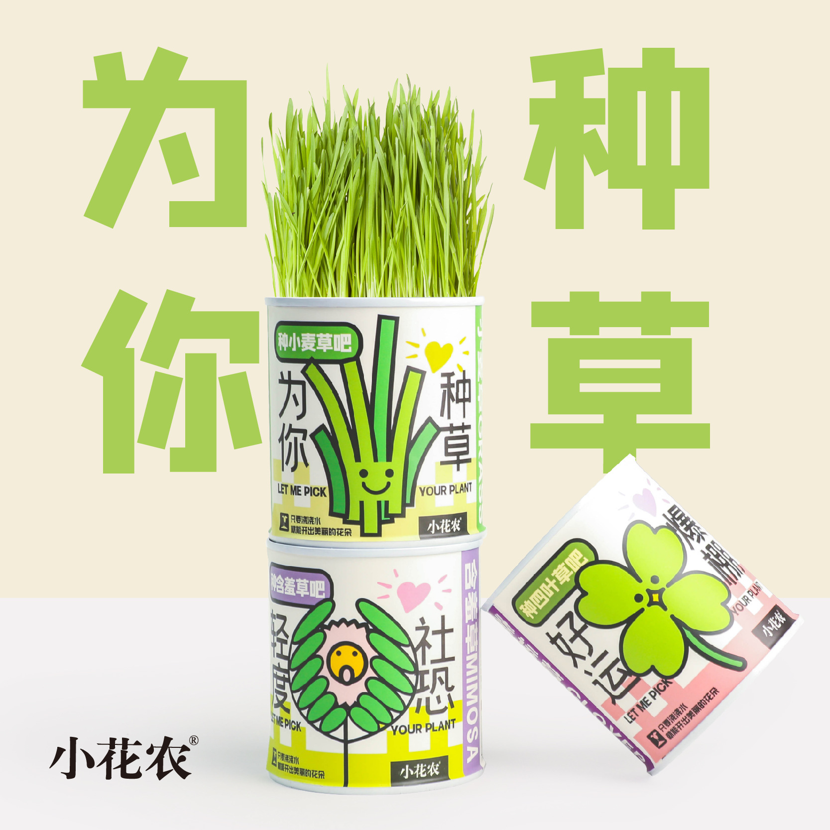 小花农猫草罐头植物番茄种子桌面绿植迷你创意盆栽向日葵草莓种植