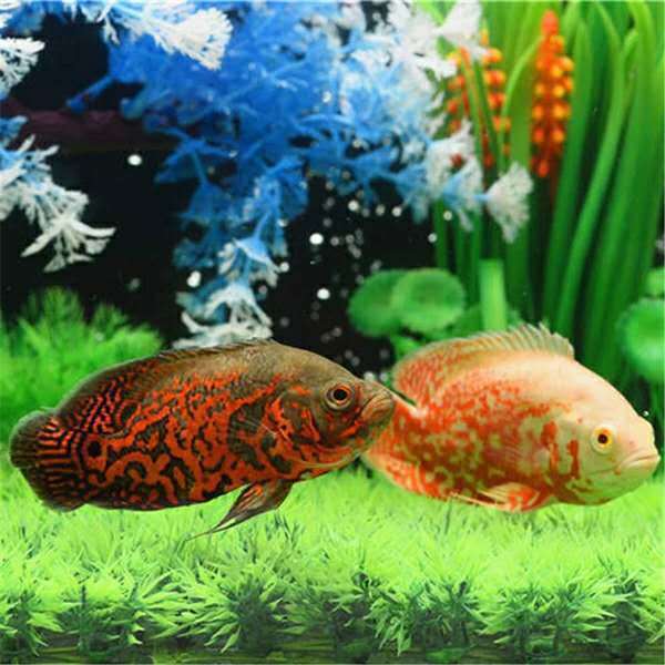 玉面皇冠财神鱼活体红宝石好养卵生宠物及园艺水族观赏鱼南