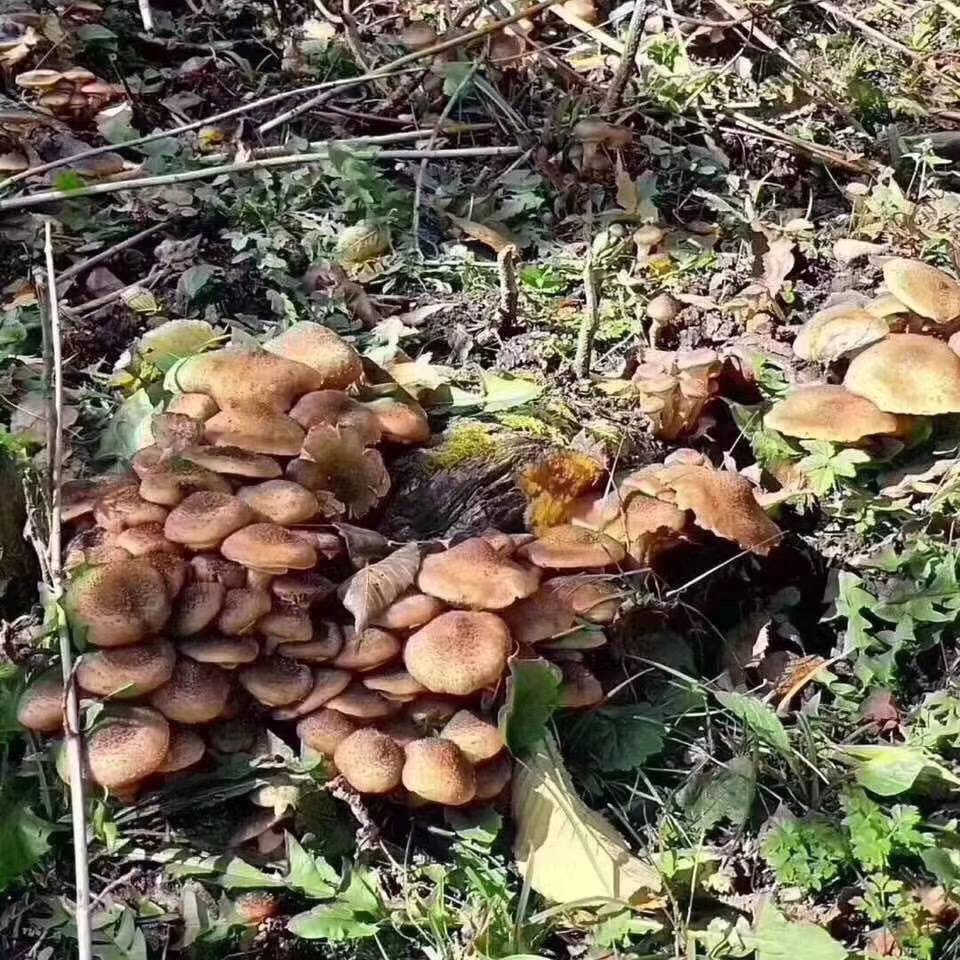 东北野生榛蘑干货去根小鸡炖蘑菇山蘑菇新货榛蘑产地批发