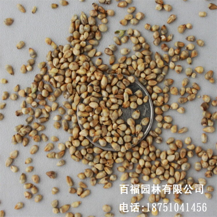 批发狼尾草种子 多年生牧草种子猪马牛羊鱼饲料草籽草种