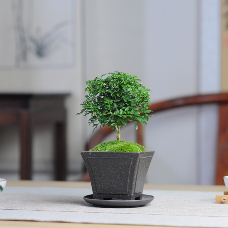 台湾达摩小叶九里香室内花卉绿植盆栽微型盆景迷你四季常青办公室