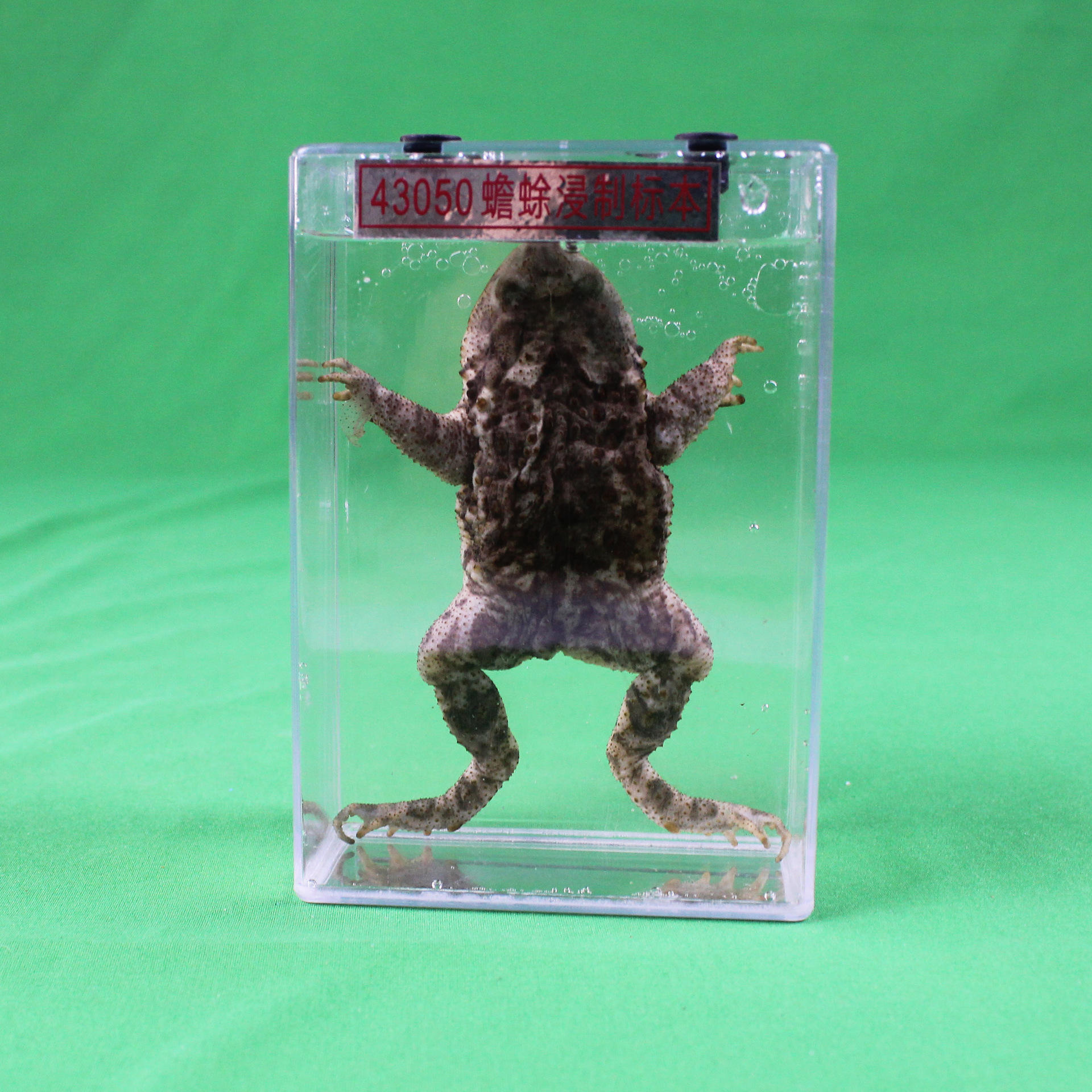 蟾蜍浸制标本生物教学仪器标本小学科学实验器材厂家直销蟾蜍标本