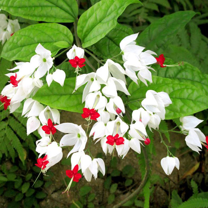小型爬藤植物龙吐珠花苗盆栽花卉观花室内外客厅阳台攀援四季开花