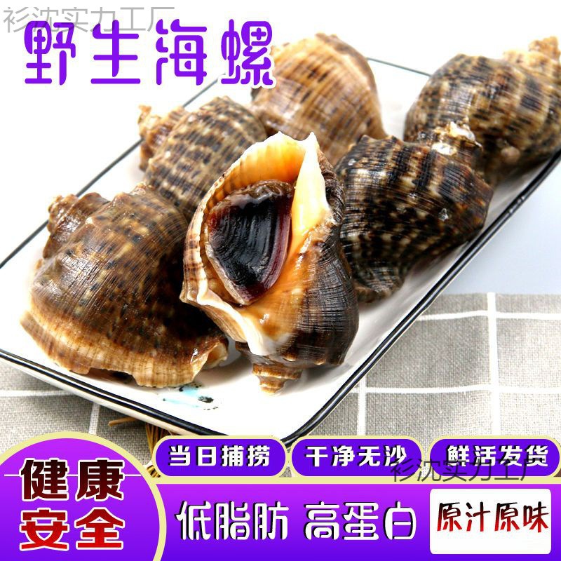 海螺鲜活新鲜大海螺包邮海鲜水产贝类现挖花螺全国包邮-阿里巴巴