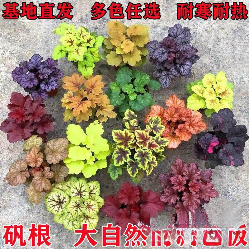 矾根盆栽花卉植物室内花苗四季常青观叶耐寒绿植佛甲草欧石竹黎致