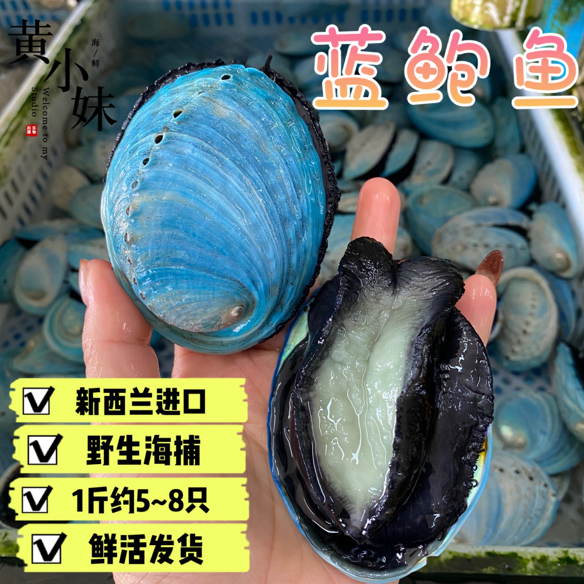 鲜活新西兰蓝鲍鱼进口稀有海鲜翡翠鲍鱼野生活体发货7~8只/斤