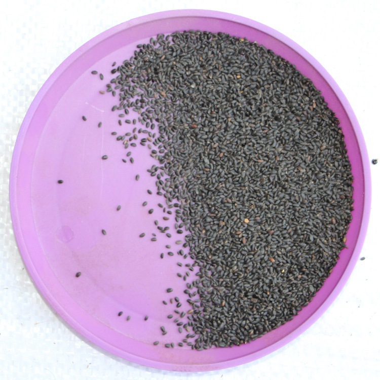 厂家供应罗勒种子 颗粒饱满 新采罗勒种子价格 包发芽 货源足