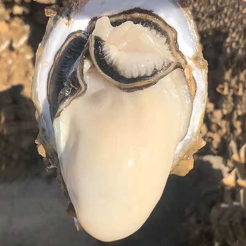 广东地区 1 品质乳山生蚝  广州鲜活生蚝 即食海鲜贝类 批发代发