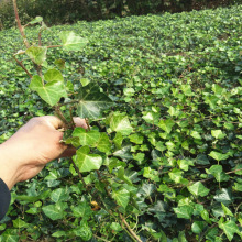 基地批发园林绿化工程苗藤本植物常春藤长春藤苗常青藤苗四季常青