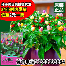 七彩椒泡椒种子盆栽颜色亮丽五彩椒辣椒种籽观赏食用彩色辣椒种子