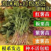 红薯苗秧山东烟薯25蜜薯红薯苗种西瓜红紫薯板栗山芋番薯地瓜秧苗