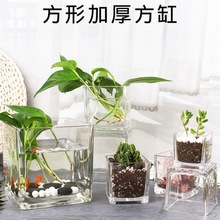 简约创意正方形玻璃瓶 方缸 铜钱草花盆花瓶玻璃器皿水培植物花盆