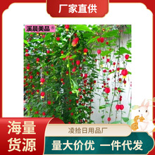 藤本爬藤植物盆栽灯笼花苗蔓性风铃花四季开花花卉观花植物室内花