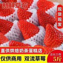 云南夏季新鲜草莓酸甜可口商用烘培奶茶糖葫芦果园直销整箱包邮