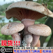 粤北大山野生黄枞菌精品松树菌当天现捡新鲜蘑菇食用乌枞菌谷熟菌