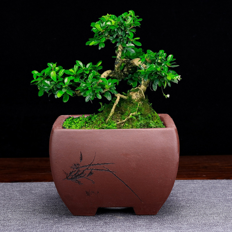 陶瓷陶瓷花盆图片-海量高清陶瓷陶瓷花盆图片大全 - 阿里巴巴