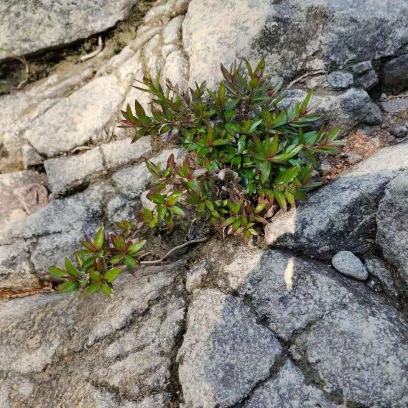 水杨梅野生精品老桩根艺微盆黄荆老桩根艺微盆厂家直销代发独立站