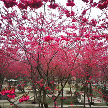 批发基地批发红花重瓣牡丹樱花苗正宗台湾牡丹樱花树苗绿化苗木小