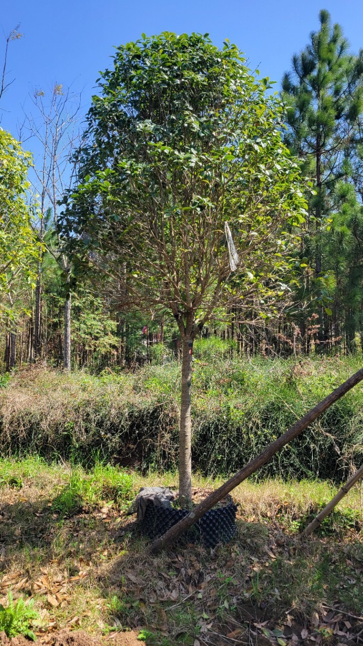 桂花树8公分,金桂8公分,精品桂花树袋苗8公分厂家批发