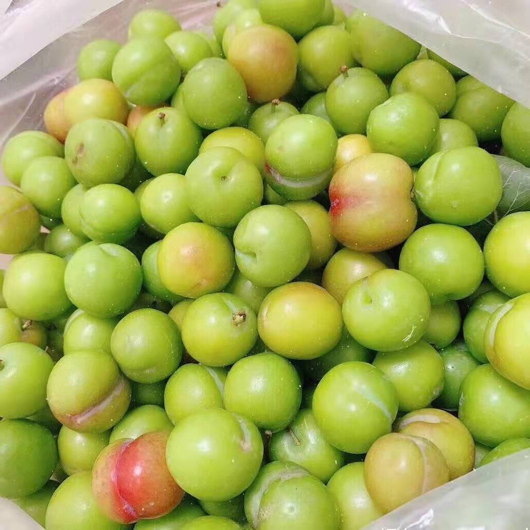 【精品】广西三月李新鲜现摘酸脆爽李子批发应季孕妇水果非三华李