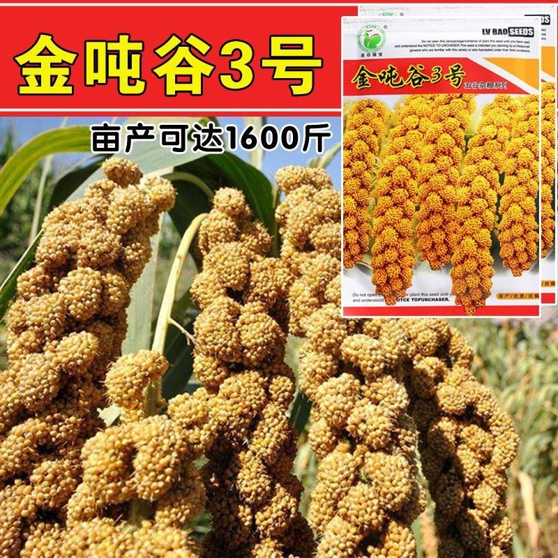 谷子种子黄谷黄米小香米种籽抗旱抗病高产粘香小米种孑五谷杂粮