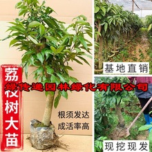 铭证荔枝树大苗桂味妃子笑糯米糍无核荔枝仙进奉荔枝王白糖罂冰荔