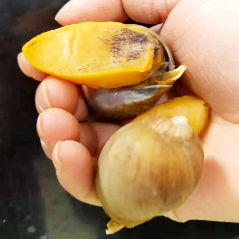 假鲍鱼 老婆脚 黄金鲍鱼螺 海蜗牛丹东特产老婆脚 速冻水产 海鲜