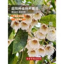 林木种子杜英树种子小叶杜英种子大叶杜英种子林木种子药材种子