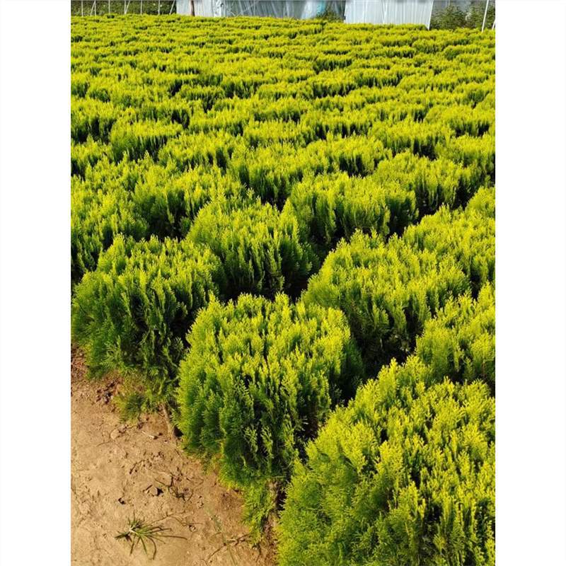 洒金柏清明松柏树苗彩色庭院园林洒金柏球工程绿化黄金柏四季常青