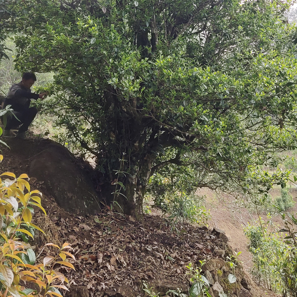 白莺山单株古树kb012