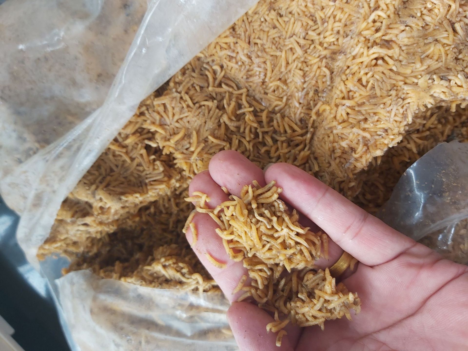 【干蝇蛆】-干蝇蛆厂家,品牌,图片,热帖-阿里巴巴